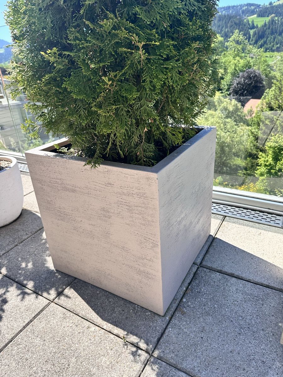 Piante & sementi: Thuja Lebensbaum inkl. Topf – Nuovo (secondo la descrizione) da Langnau i. E. venduto da Laleee 3