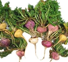 “Lepidium meyenii” 10 SAMEN GRAINES SEMI SEEDS  Maca Peruan