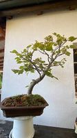 Linden Bonsai