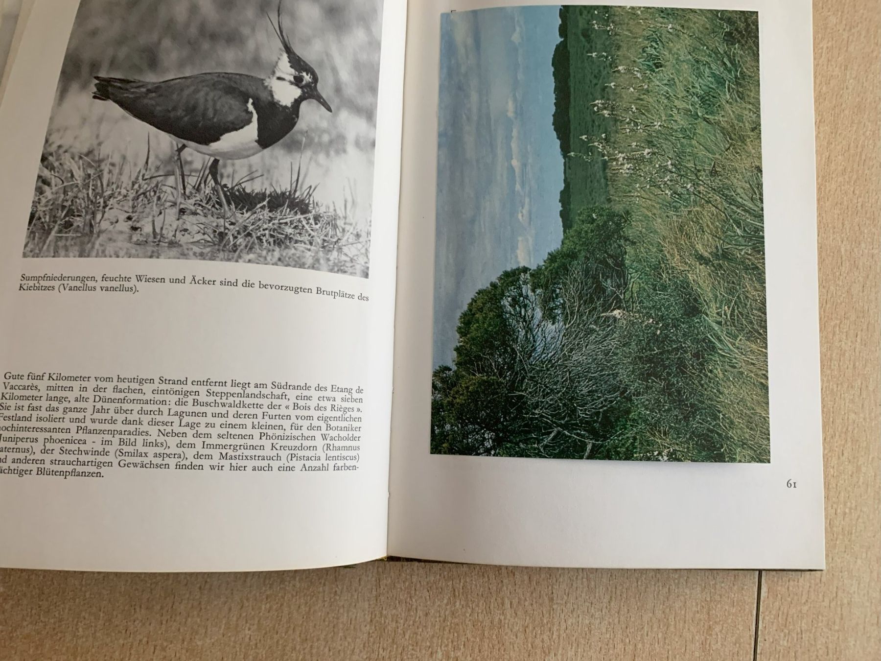 Livres: Camarque Avanti Verlag – D'occasion à Reinach BL par con_ync2 5