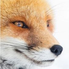 Profile image of Spaarfuchs