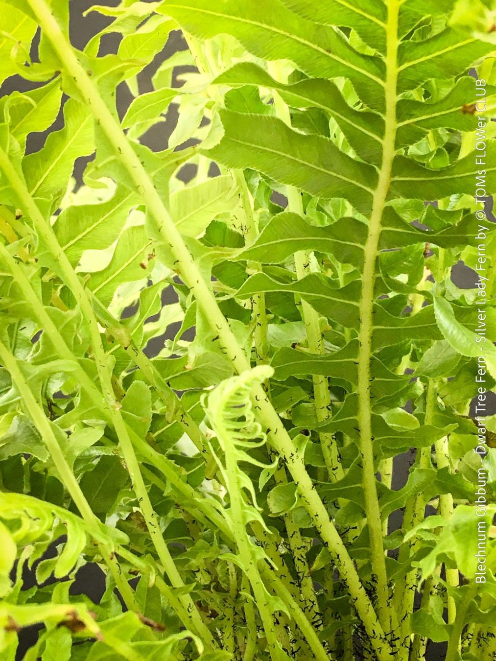 Pflanzen & Samen: Blechnum Gibbum 'Silver Lady' - Zwerg-Baumfarn – Neu und originalverpackt aus Adliswil von TAKEYOURPLANT 1