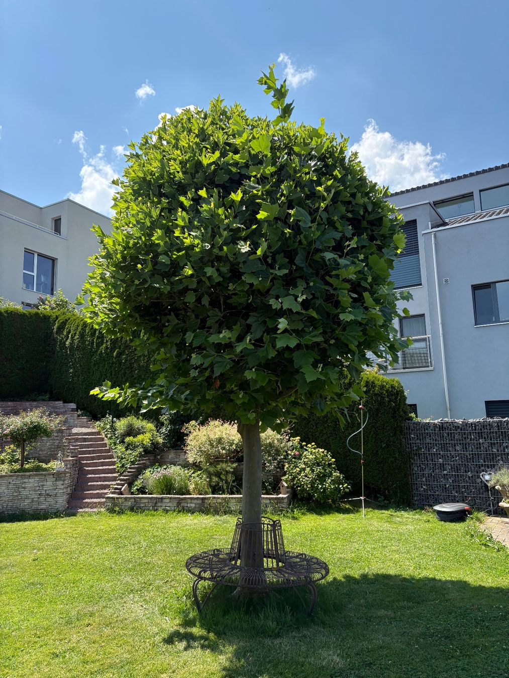 Piante & sementi: Baum Kugelplatane – Usato da Degersheim venduto da Mastesam 1