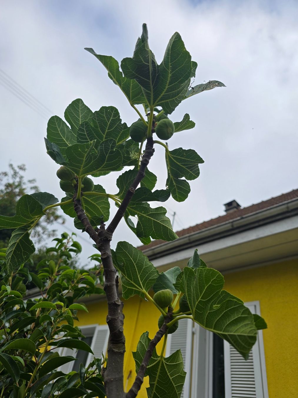 Piante & sementi: Letzter grosser kräftiger Feigenbaum mit Früchten – Usato da Aarburg venduto da popkorn65 1