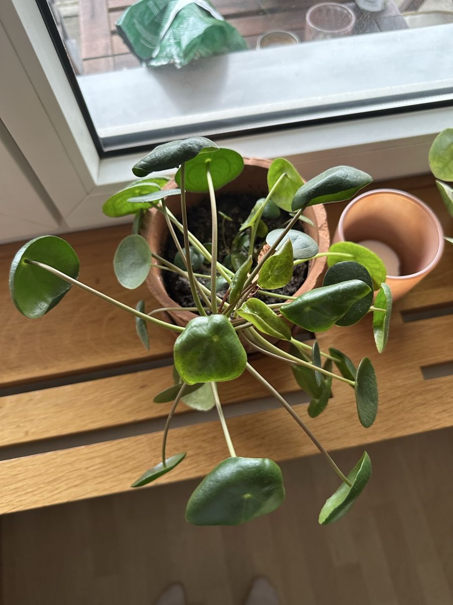 Pilea Peperomioides, UfoPflanze, Zimmerpflan (Gebraucht) in Zrich fr CHF  9  nur Abholung auf Ricardo kaufen