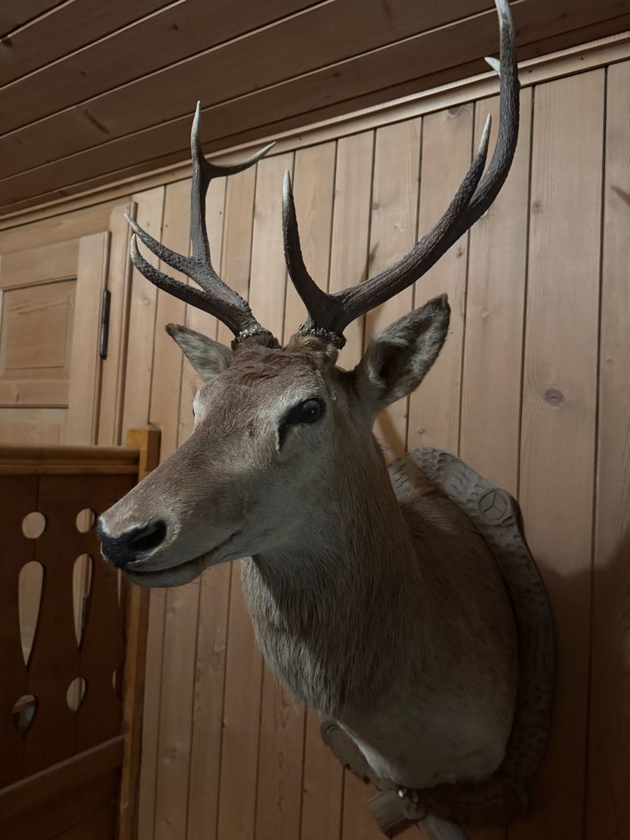 Il mondo degli animali: Ausgestopfter Hirschkopf – Usato da Frick venduto da nannali98 1