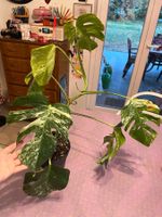 Monstera deliciosa variegata plante d’intérieur