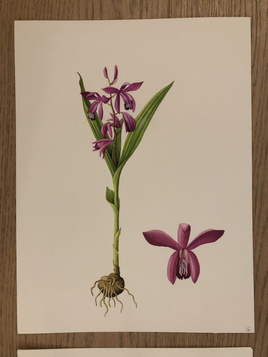 Tableaux: 12 handgemalte Orchideen-Bilder, Originale – D'occasion à Versoix par chr_2rpz 1