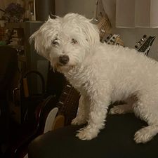 Profile image of Thonex