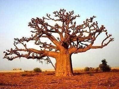 Piante & sementi: GRAINES BAOBAB RARE! 100g – Nuovo (secondo la descrizione) da Bremblens venduto da FIBONACCI369 2