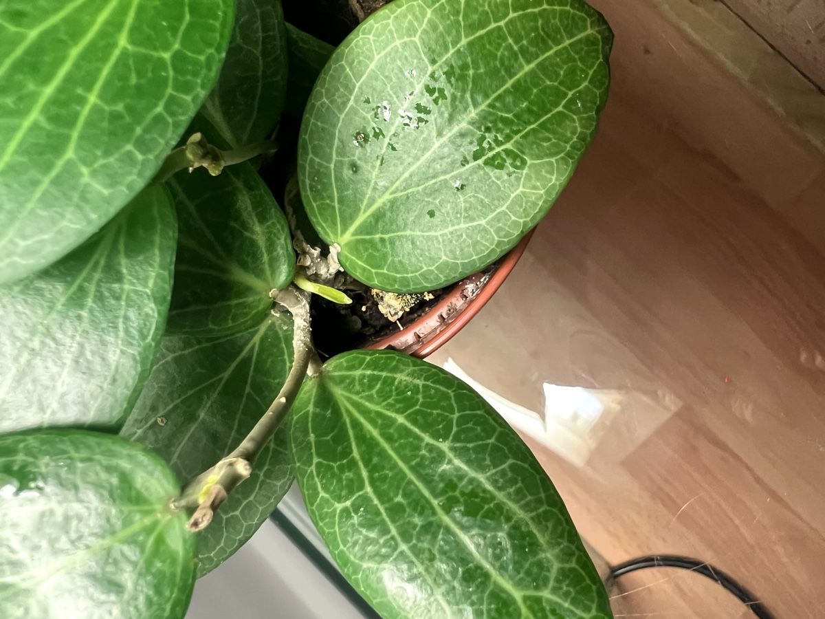 Pflanzen & Samen: Hoya fitchii – Gebraucht aus Chevenez von ric_v6s7 6