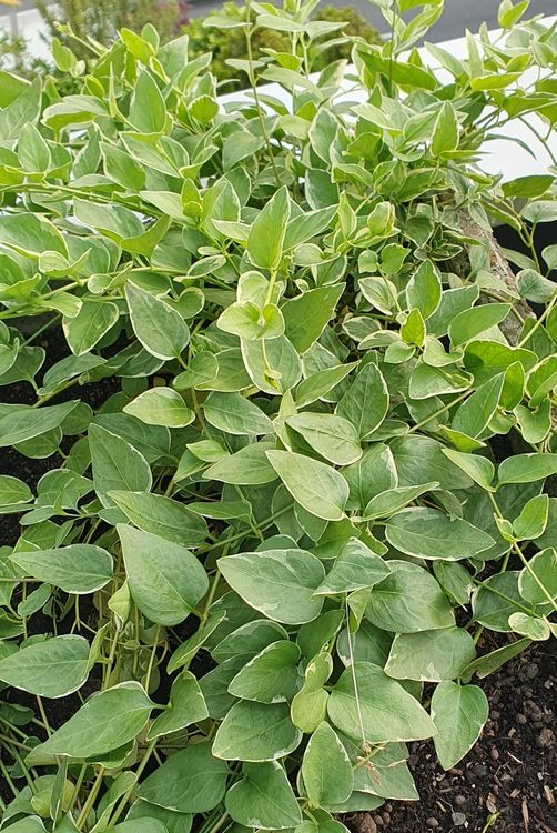 Plantes & graines: Pflanze Bodendecker Variengata immer grün Garten – Neuf (Voir description) à Stansstad par InStyle8 6
