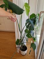 Monstera Zimmerpflanze 110 cm