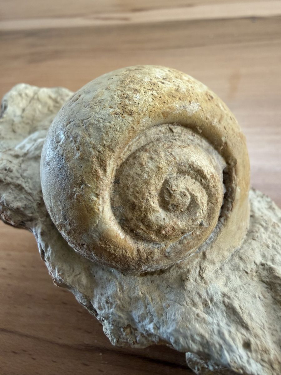 Fossiles: Versteinerte Schnecke – D'occasion à Grenchen par Bastet007 5