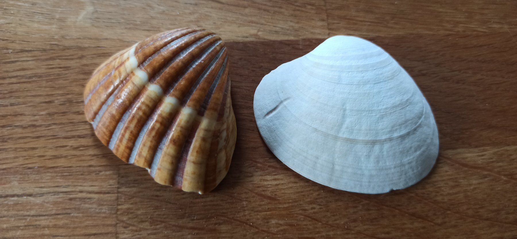 Tutte le decorazioni: Muscheln – Usato da Luzern venduto da Hherger