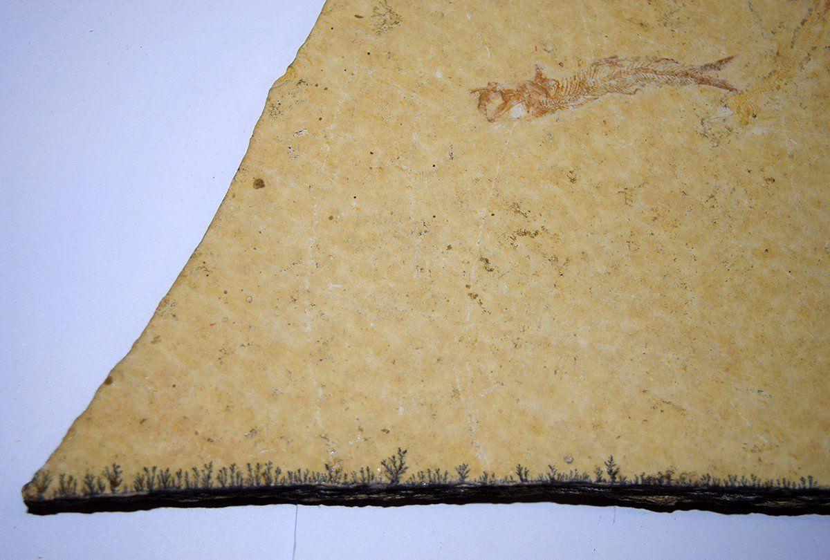 Fossili: Versteinerung aus den USA – Nuovo (secondo la descrizione) da Grabs venduto da Fadenquarz 4