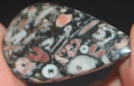 Cabochon L-871 – Crinoid Fossil – 39x23mm