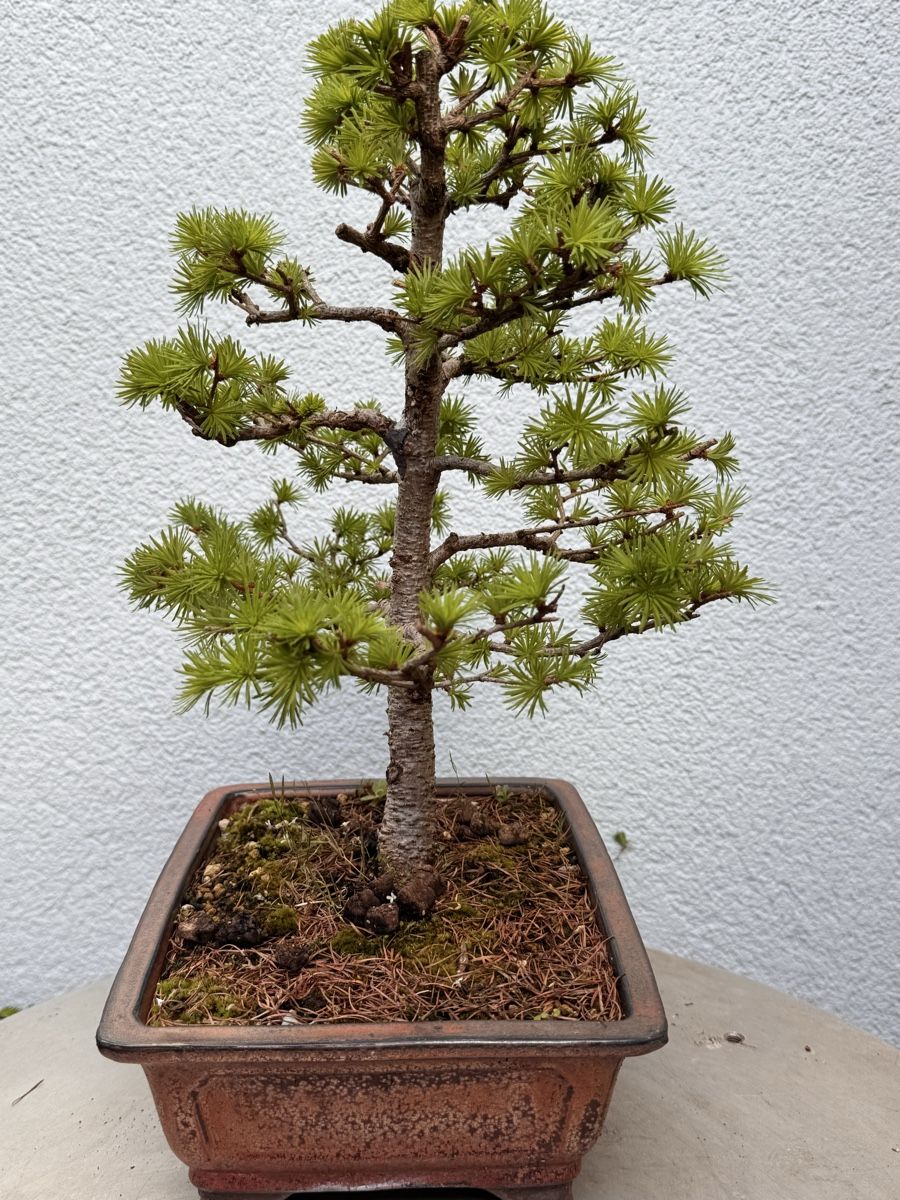Piante & sementi: Bonsai/Lärche – Usato da Münchwilen TG venduto da baluzi3 2