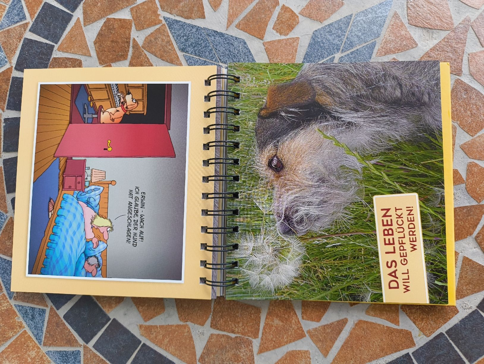 Bücher: Uli Stein für echte Hundefreunde  – Gebraucht aus Kyburg von mir_8b67 2