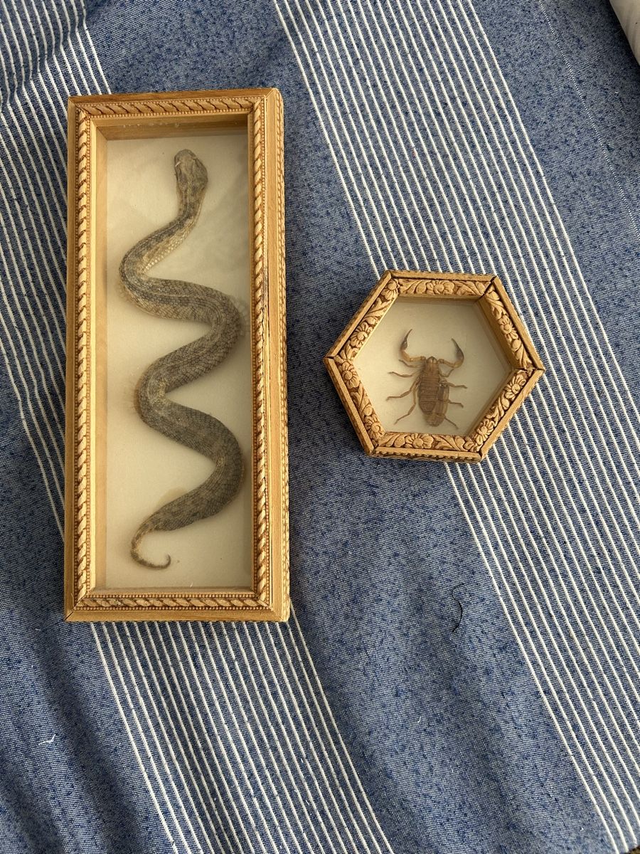 Welt der Tiere: Quadri di serpente e scorpione  – Neu (gemäss Beschreibung) aus Lugano von bef_6qcn