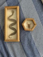 Quadri di serpente e scorpione 