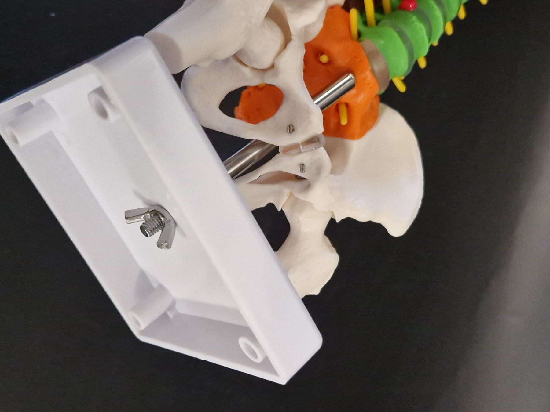 Modellbausätze & Standmodelle: Flexibel Farbiges Anatomisches Wirbelsäulenmodell – Neu (gemäss Beschreibung) aus Muhen von Restwert_Muhen 5
