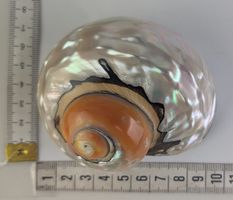 Dekorative Schnecke/Muschel, glänzend, ca. 9 cm, Deko