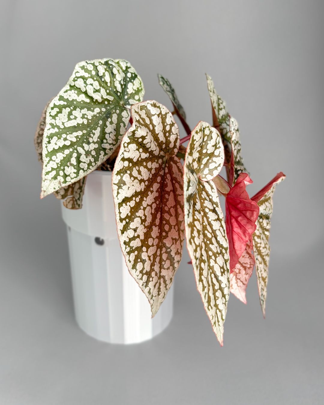 Piante & sementi: Begonia Snow Capped Variegata – Nuovo (secondo la descrizione) da Seuzach venduto da ani_ma 2