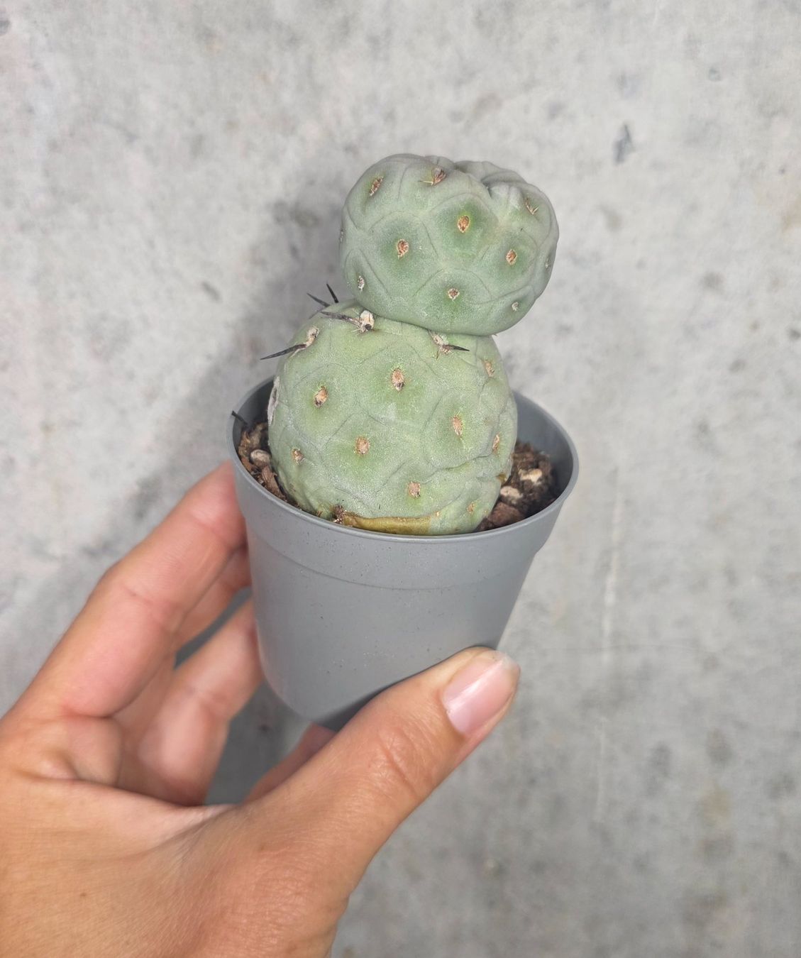 Piante & sementi: Tephrocactus Geometricus – Nuovo (secondo la descrizione) da St.Erhard venduto da Plumilandschweiz