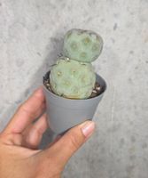 Tephrocactus Geometricus