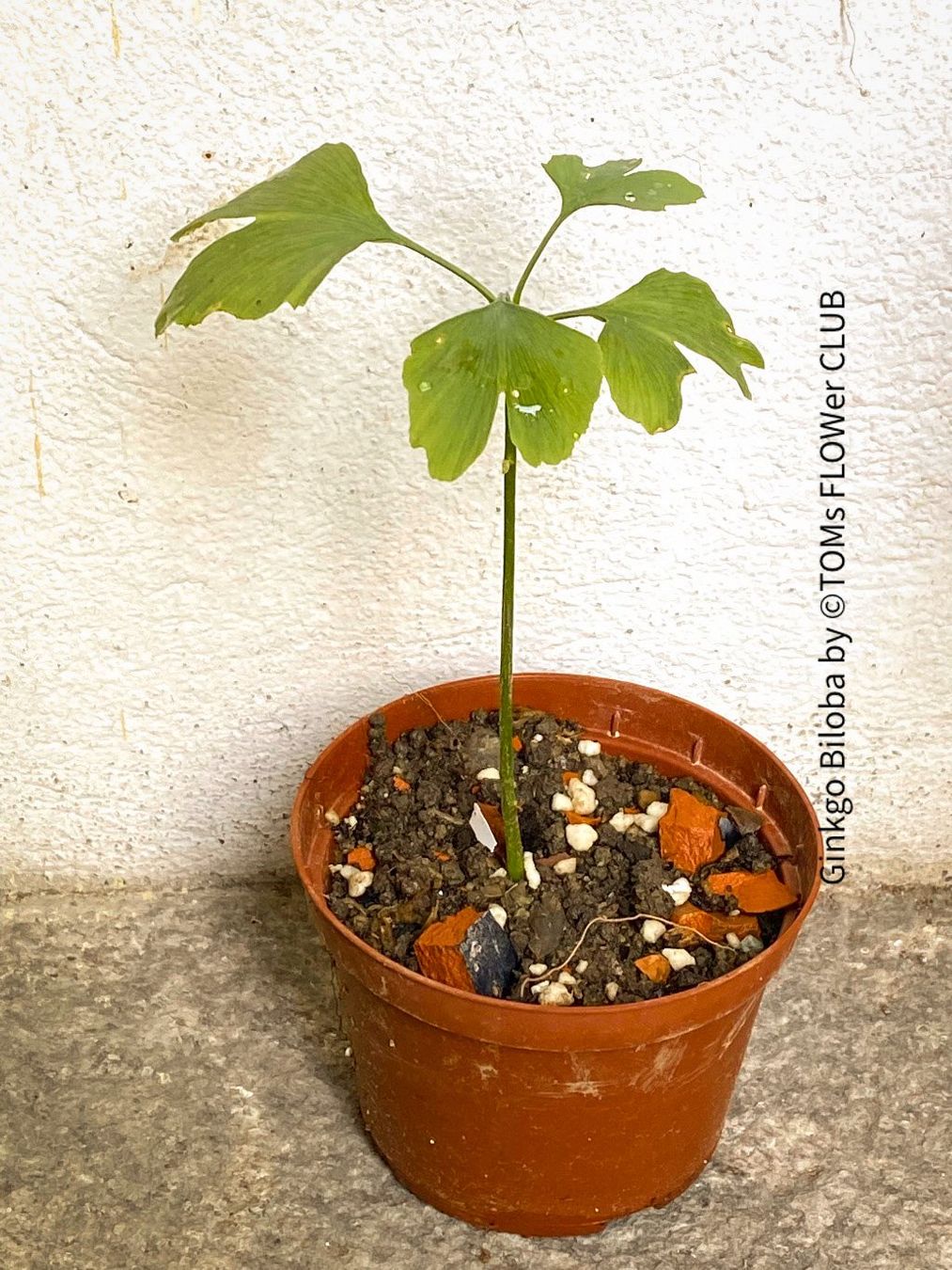 Piante & sementi: Ginkgo Biloba - Baum als ein lebendes Fossil – Nuovo e nell'imballaggio originale da Adliswil venduto da astom369 8