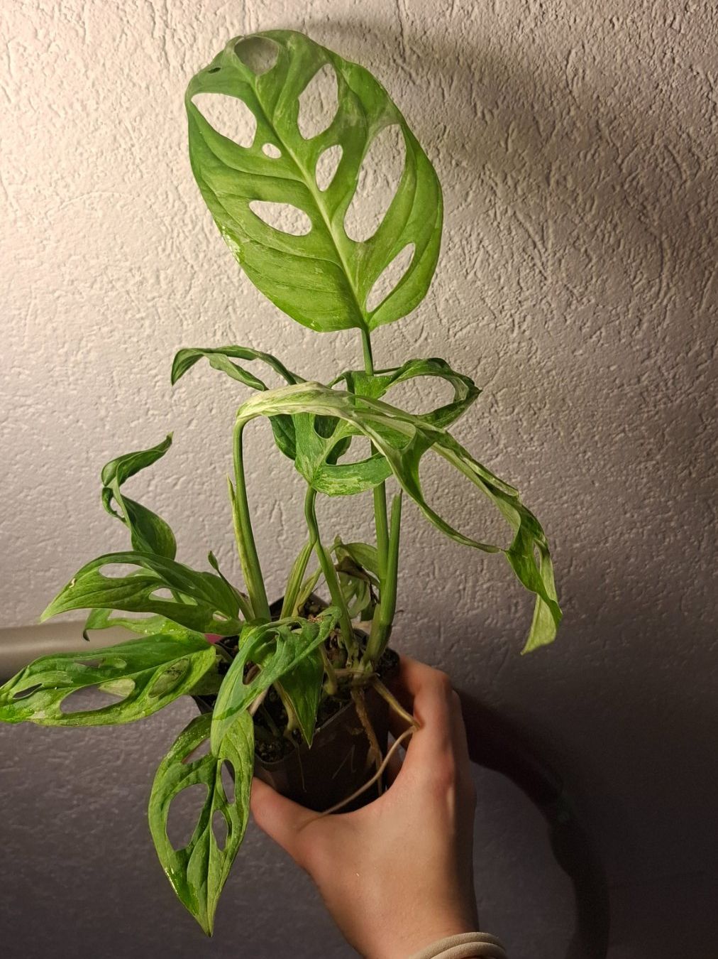 Piante & sementi: monstera adansonii indonesia marble – Usato da Hausen AG venduto da Pflaenzlioase 2