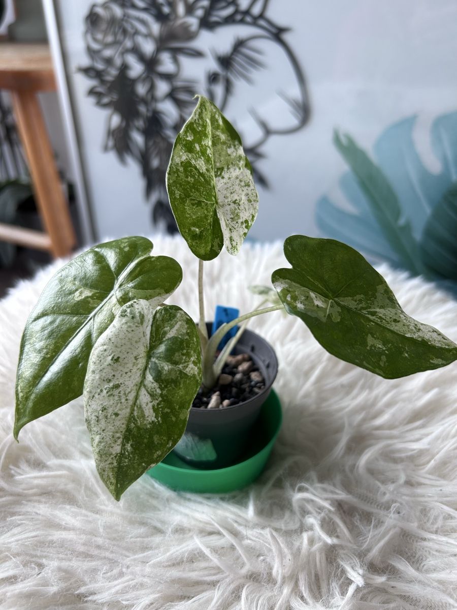 Piante & sementi: Alocasia Odora Batik – Nuovo (secondo la descrizione) da Scherzingen venduto da Elefantenohr.ch
