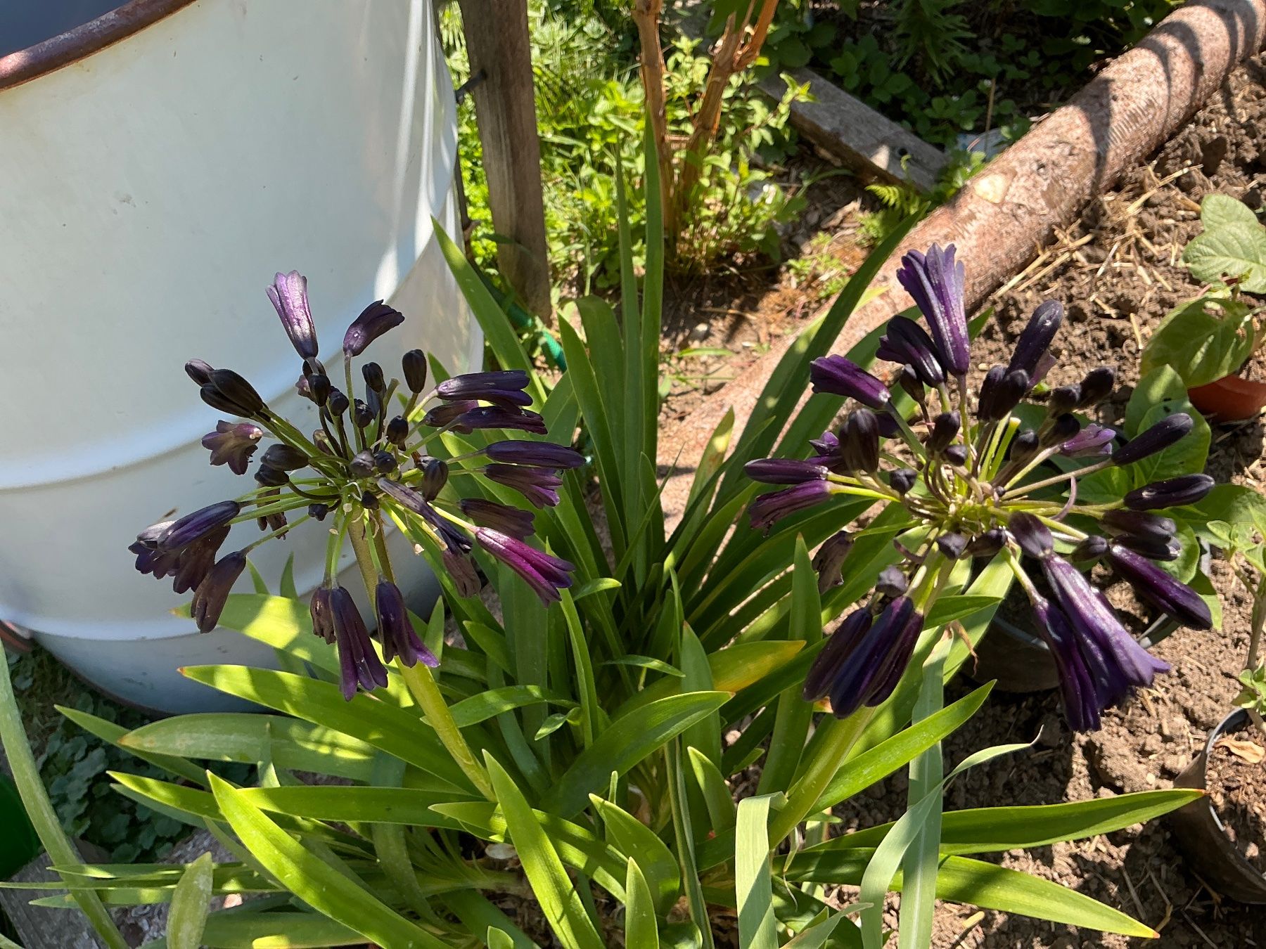 Pflanzen & Samen: Agapanthus Black Magic – Gebraucht aus seon von Agnom 1