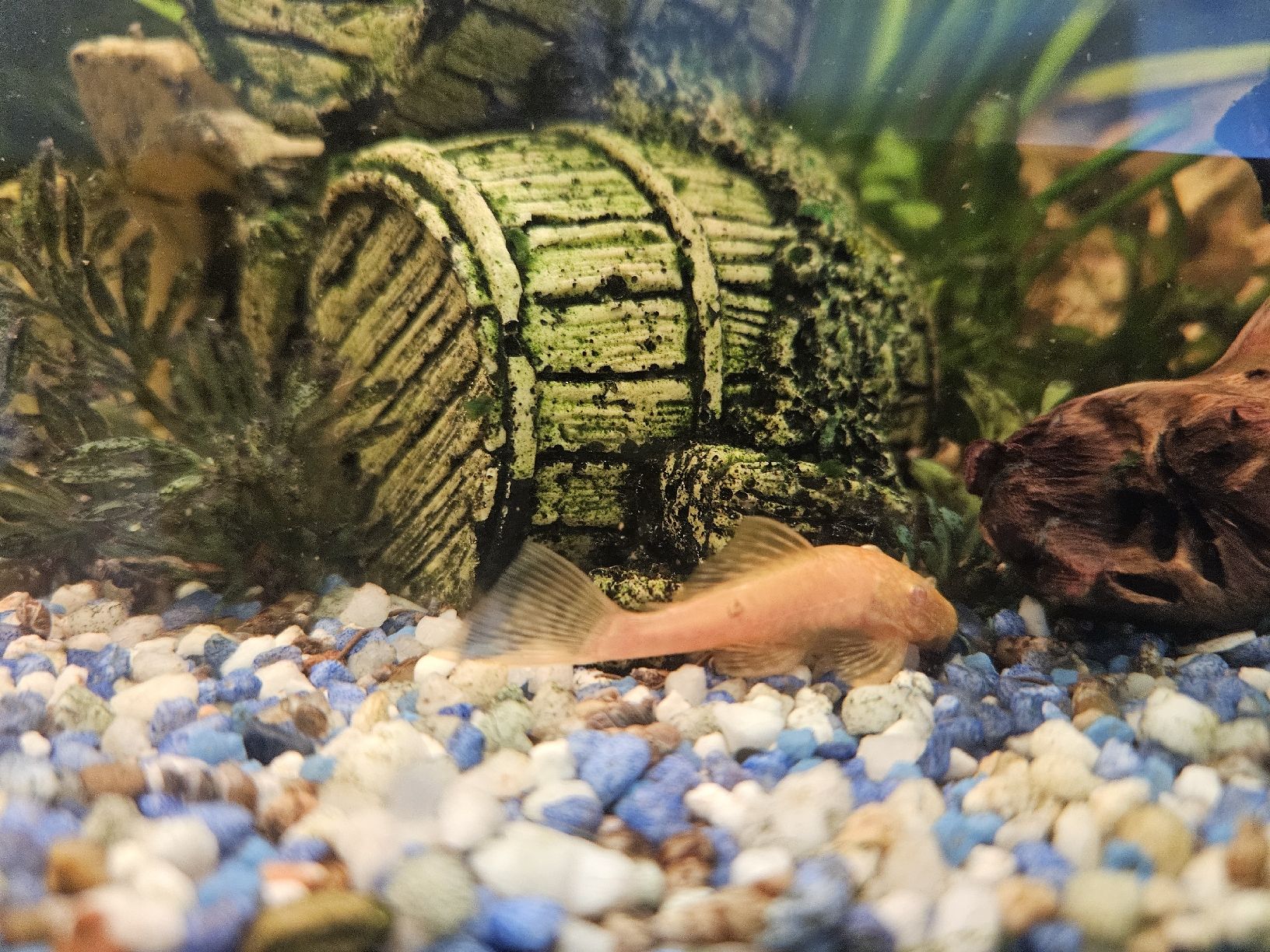 Acquari: Aquarium Juwel 250l – Usato da Gerolfingen venduto da ren_gyt6 4