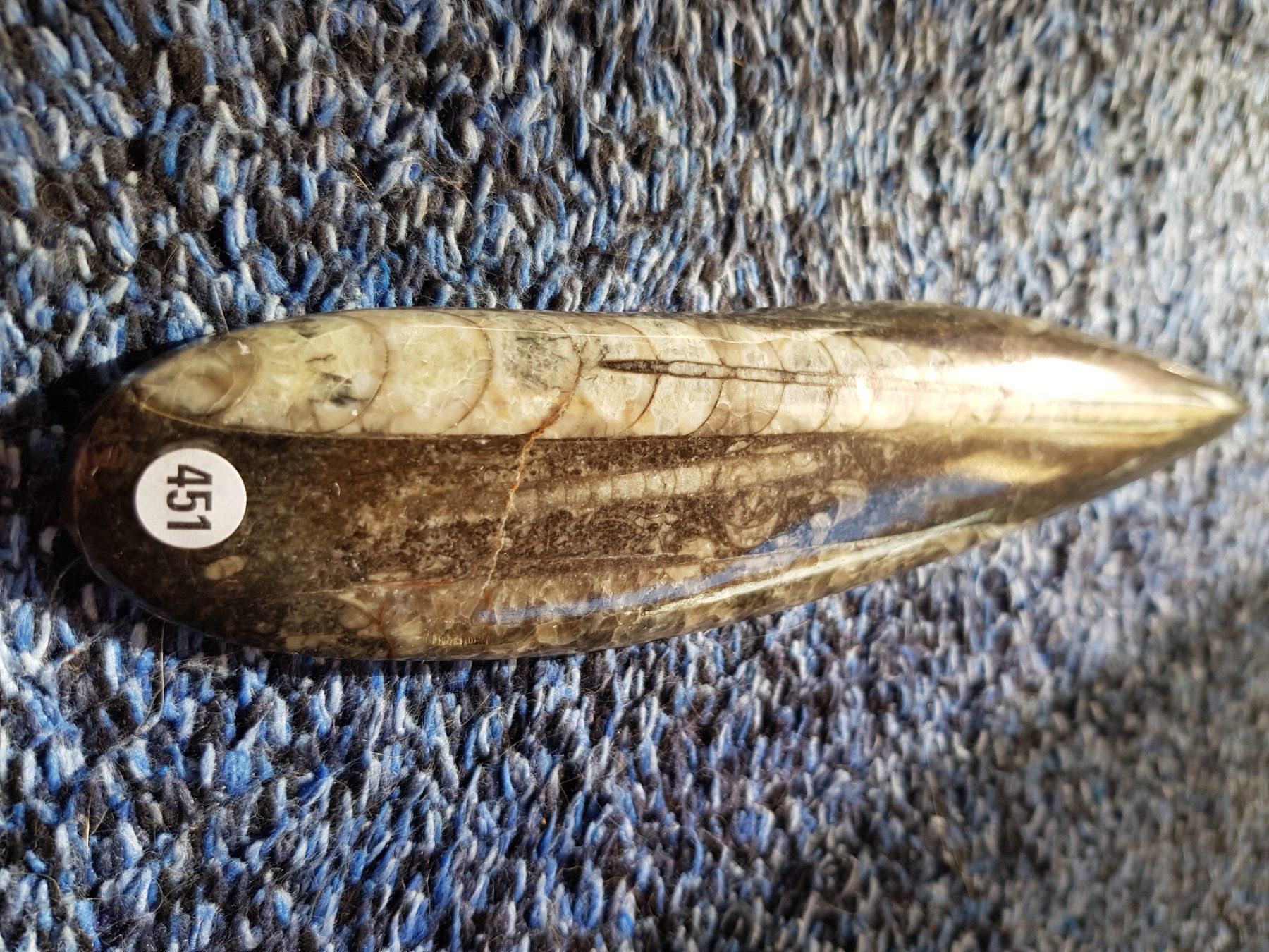 Fossili: Orthoceras 1 – Nuovo (secondo la descrizione) da Schwanden-Brienz venduto da Testudo06 1