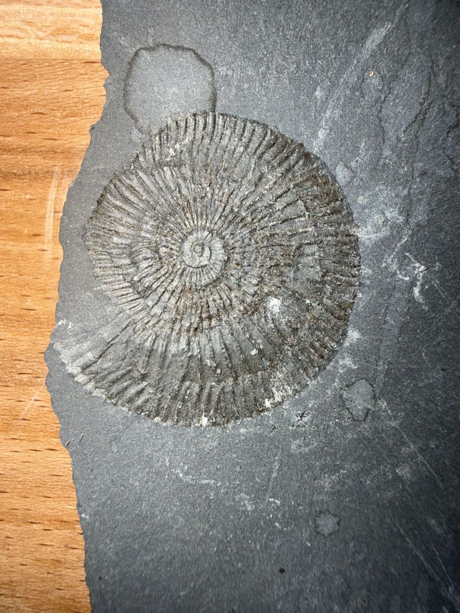 Fossili: Versteinerter Ammoniten-Abdruck – Usato da Grenchen venduto da Bastet007 2