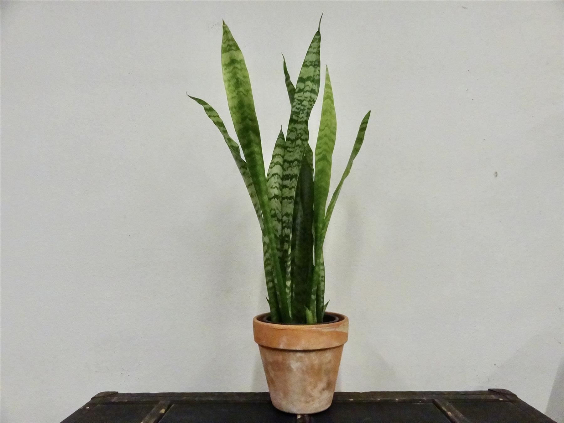Piante & sementi: Bogenhanf Sansevieria Trifasciata – Nuovo (secondo la descrizione) da Kerzers venduto da zimmergruen