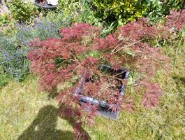 Japanischer Ahorn im Topf 80cm.