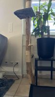 Katzenbaum und Set Cats Wandbett 