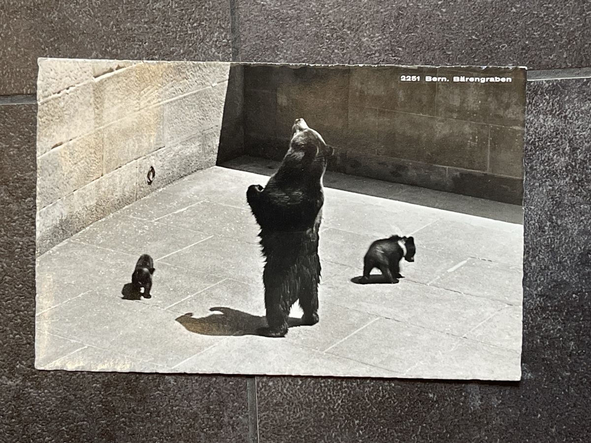 Cartoline postali: Ansichtskarte Bären in Bern – Usato da Strengelbach venduto da Aschatan5