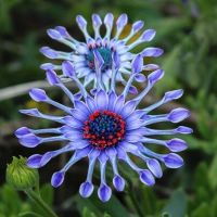 Marguerite du Cap   FLEUR RARE  10g