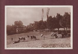 BAINS DE MONTBARRY - Vaches - 1924 // pli d'angle //