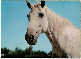 Cheval Camarguais, circulée 1966