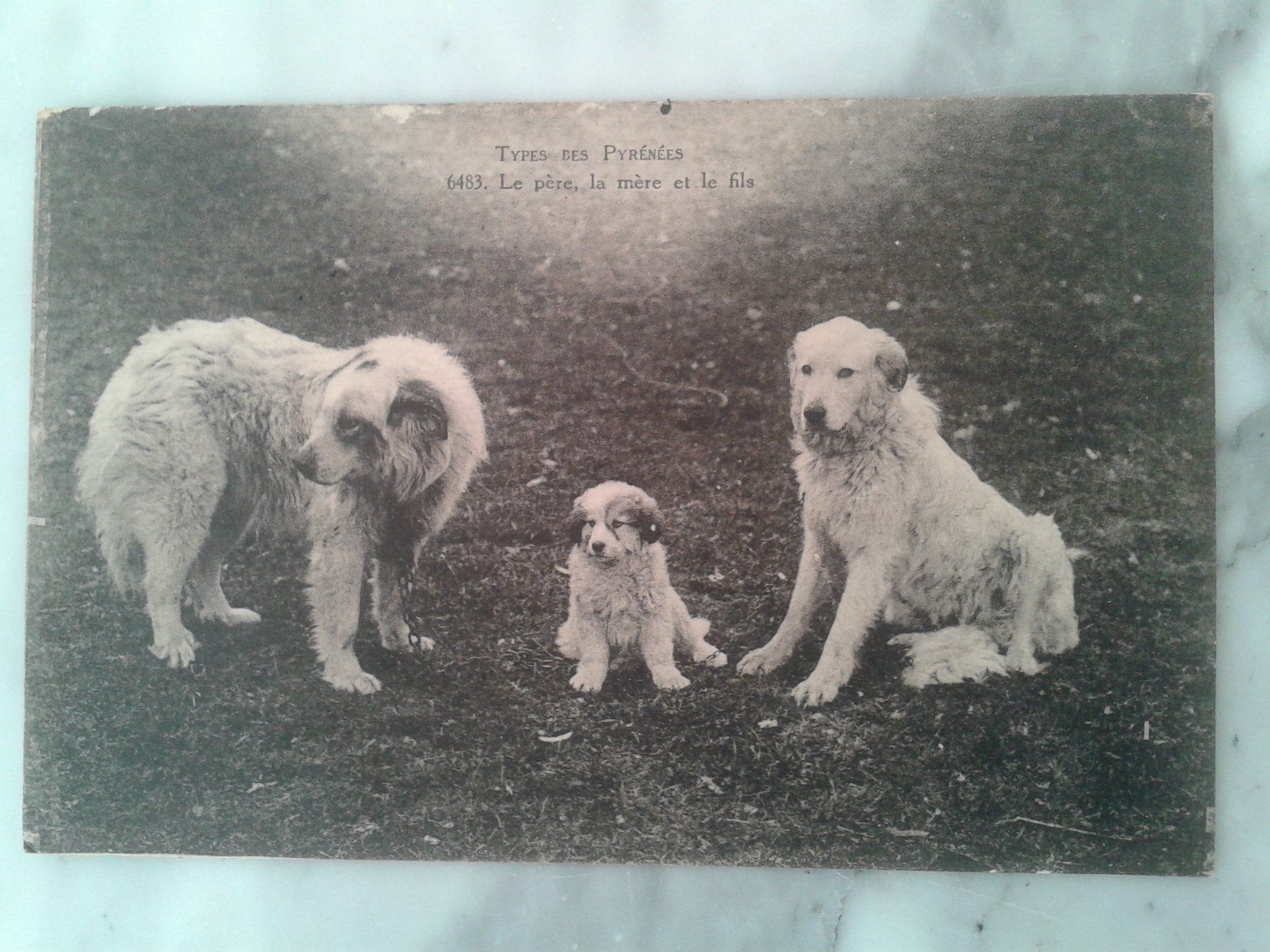 Cartoline postali: 3 alte Postkarten 1922/1934 Hunde Frankreich – Usato da Camorino venduto da Campellino 1