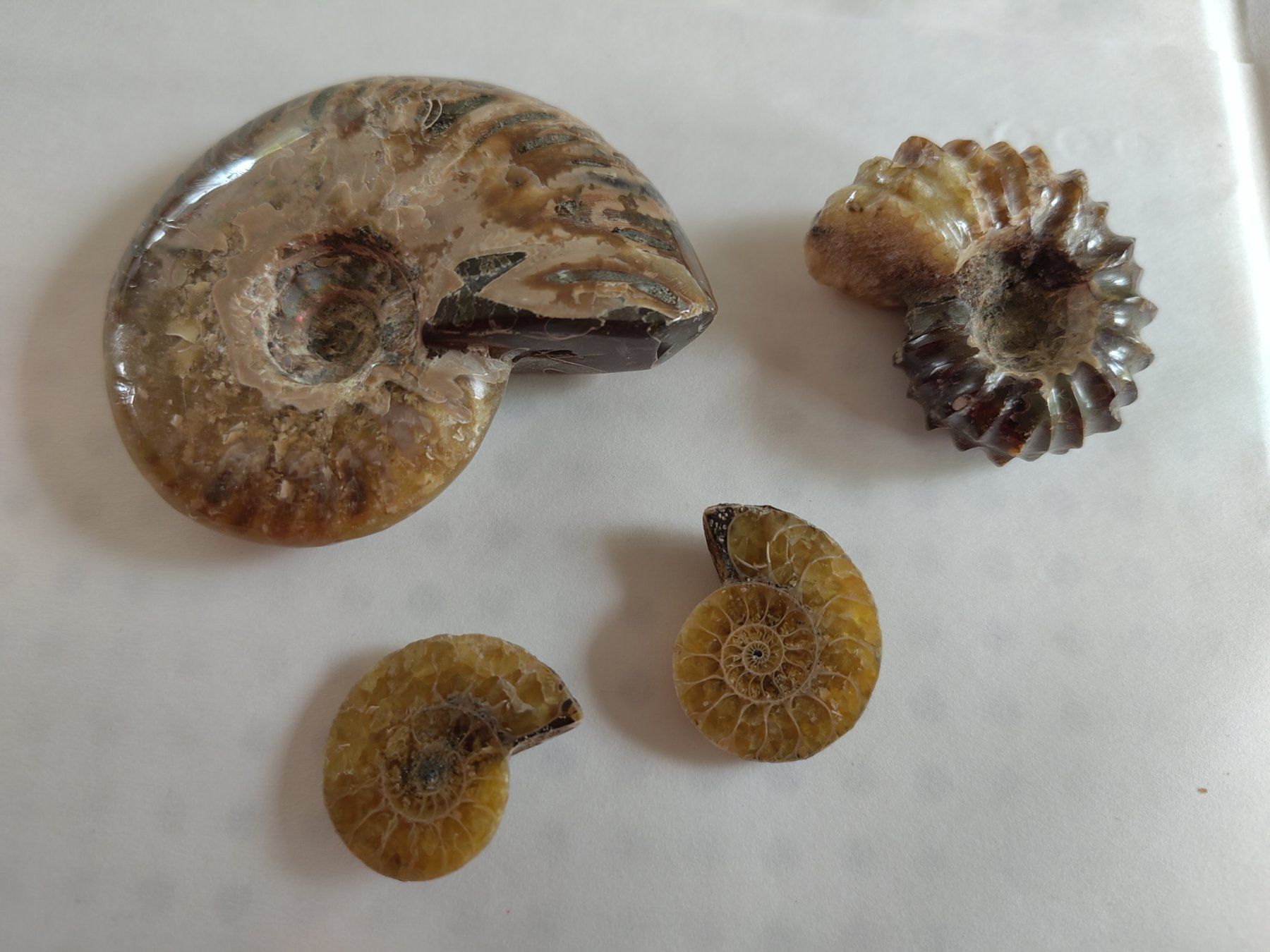 Fossili: 3 Stück Ammoniten klein gross hell neu deko set 1 – Nuovo e nell'imballaggio originale da Leuggern venduto da Pummi19 1