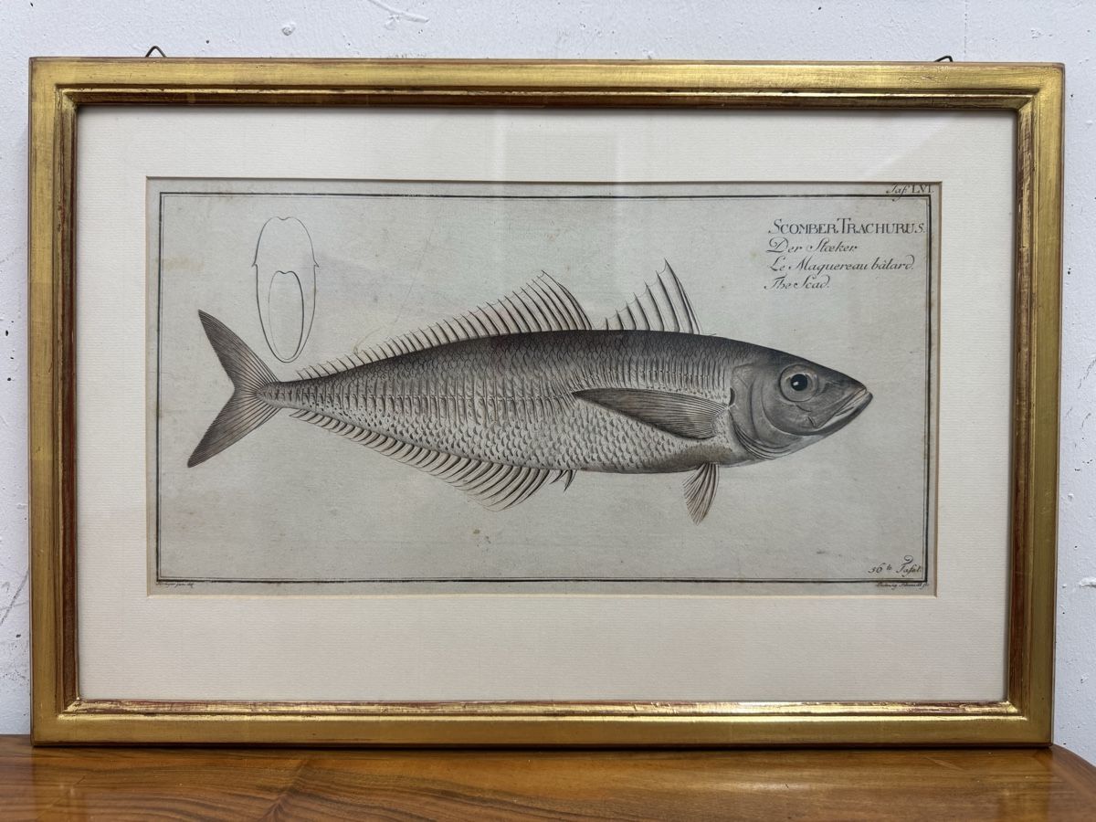 Poster & Bilder: Antike Fisch-Illustration, Scomber Trachurus, gerahmt. – Gebraucht aus Zug von mame73