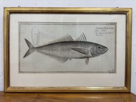 Antike Fisch-Illustration, Scomber Trachurus, gerahmt.