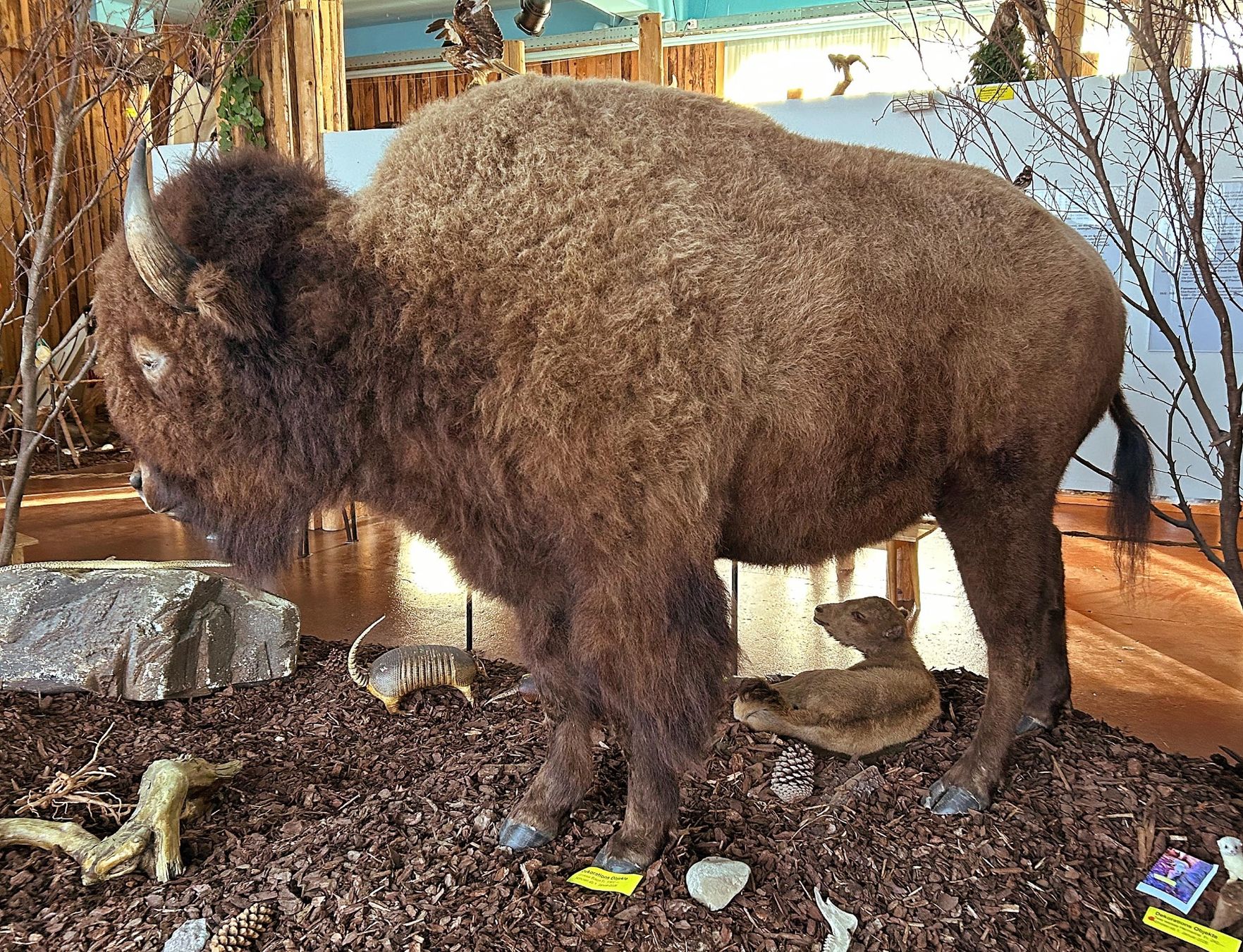 Il mondo degli animali: Grosses Tier – Usato da Bäretswil venduto da robsonantik