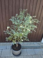 Seltene Eukalyptus 'France Bleu' (Zwergform) inkl. Topf